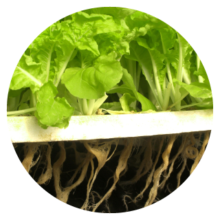 MCS Containers Hydroponics-1 MCS Containers Hydroponics-1
